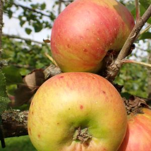 Bramley - Apple Tree