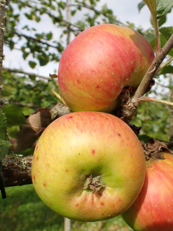 Bramley - Apple Tree