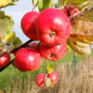 Browns - Cider Apple Tree
