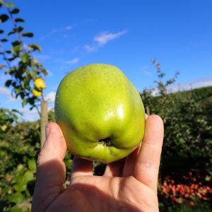 Catshead - Apple Tree