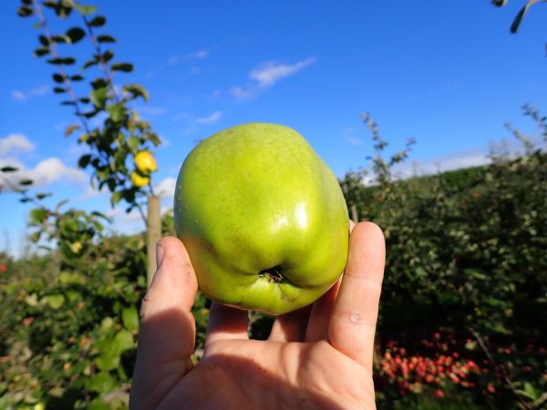 Catshead - Apple Tree