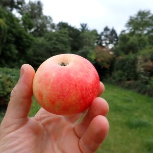 Discovery  - Apple Tree
