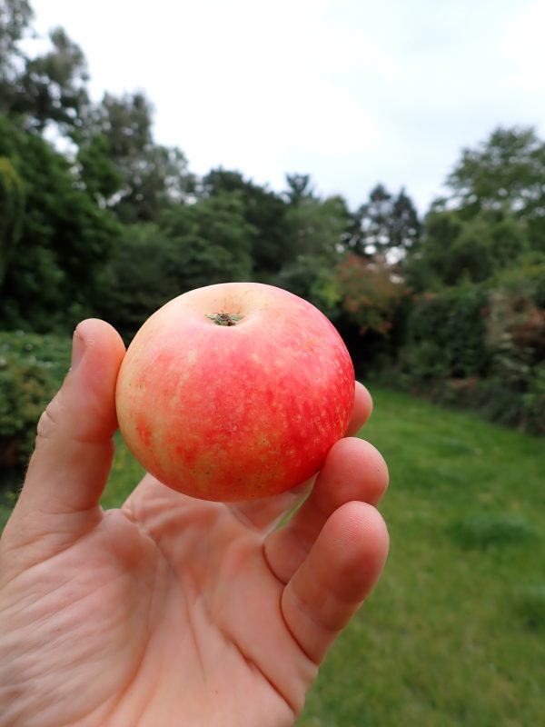 Discovery  - Apple Tree