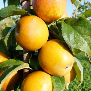 Egremont Russet - Apple Tree
