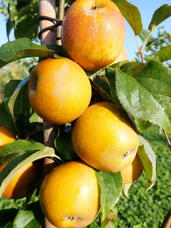 Egremont Russet - Apple Tree
