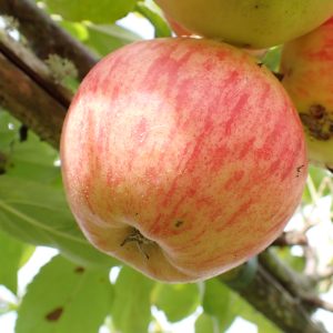Fiesta - Apple Tree