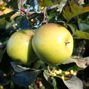 Galloway Pippin - Apple Tree