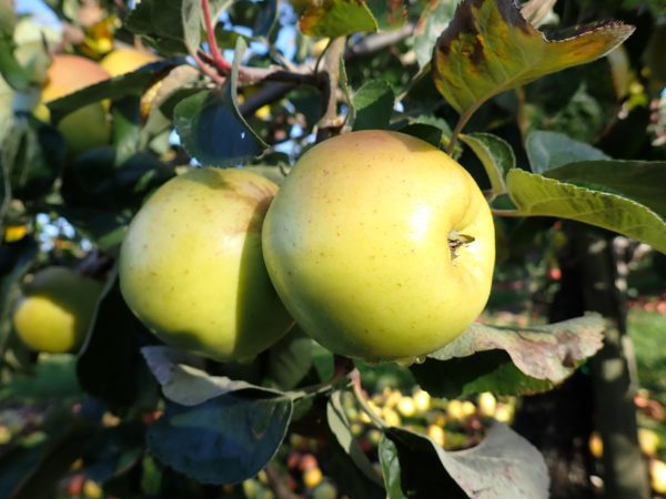 Galloway Pippin - Apple Tree