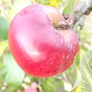 Howgate Wonder - Apple Tree