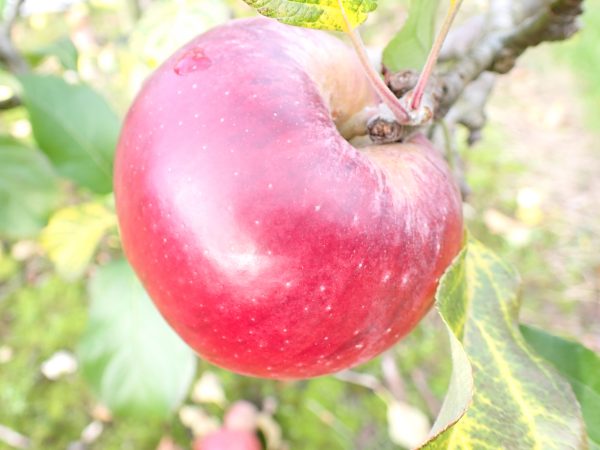 Howgate Wonder - Apple Tree