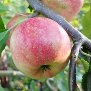 James Grieve - Apple Tree