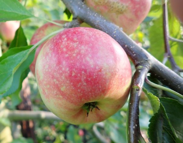 James Grieve - Apple Tree