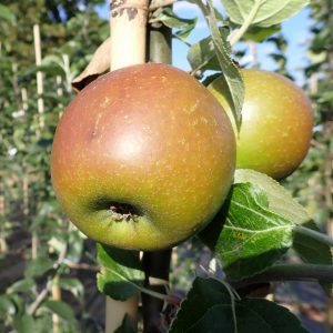 King of the Pippins - Apple Tree