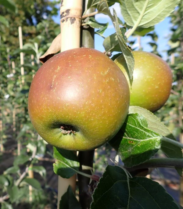 King of the Pippins - Apple Tree