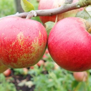 Laxton's Superb - Apple Tree