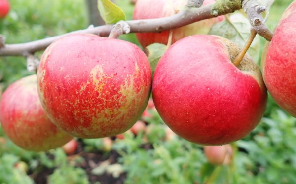 Laxton's Superb - Apple Tree