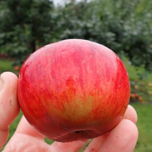 Lord Lambourne - Apple Tree