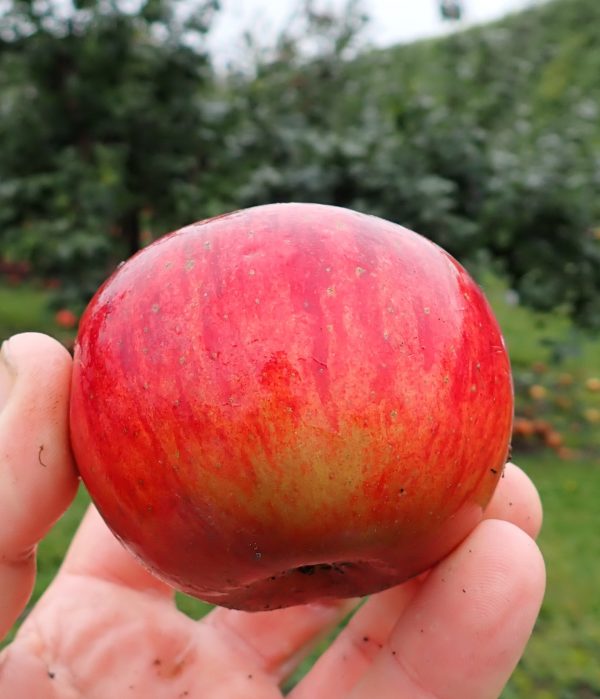 Lord Lambourne - Apple Tree