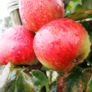 Newton Wonder - Apple Tree