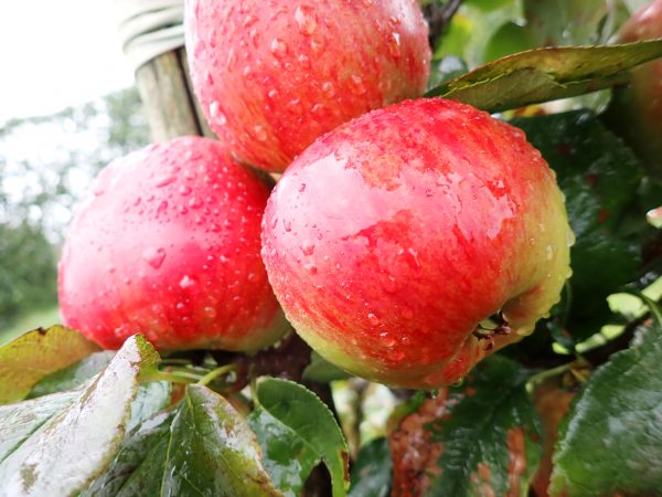 Newton Wonder - Apple Tree
