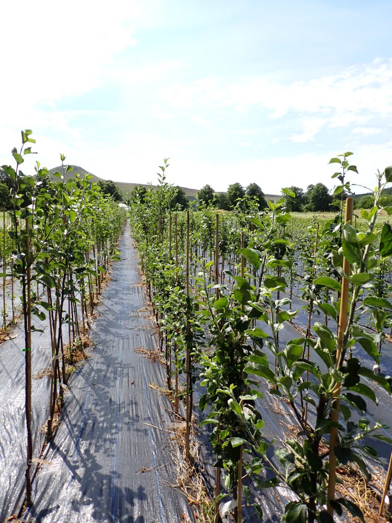 2 year old apple trees