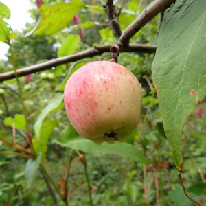 Bardsey Island - Apple Tree