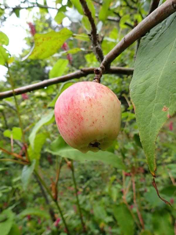 Bardsey Island - Apple Tree