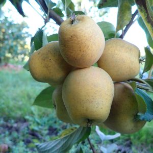 Pitmaston Pineapple - Apple Tree