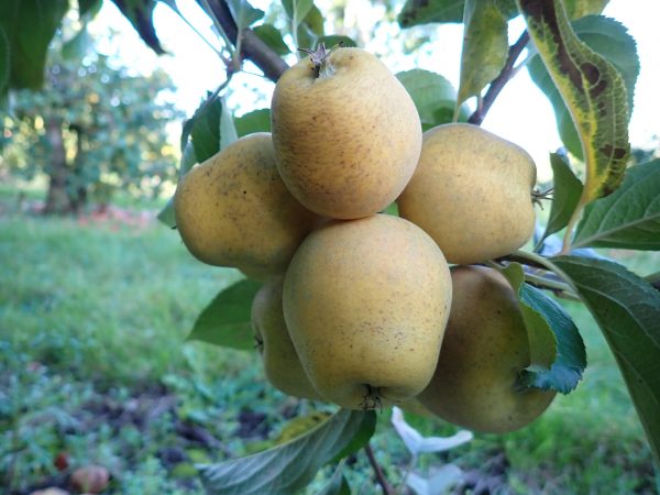 Pitmaston Pineapple - Apple Tree