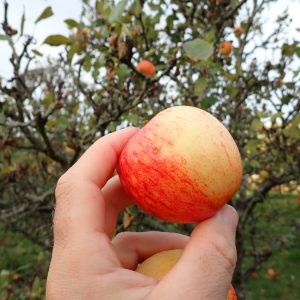 Porter's Perfection - Cider Apple Tree