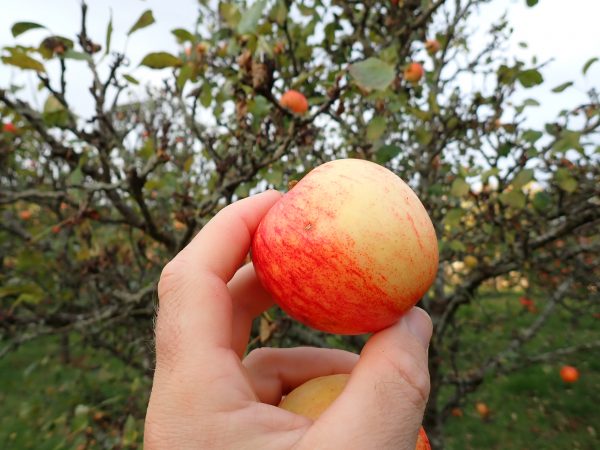 Porter's Perfection - Cider Apple Tree