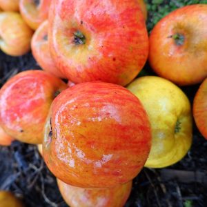Ribston Pippin - Apple Tree