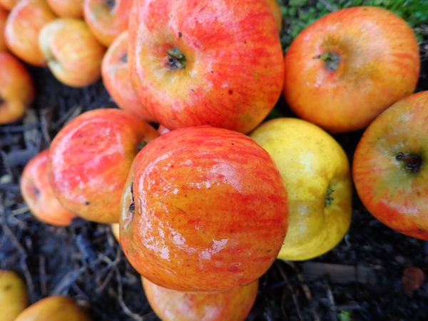 Ribston Pippin - Apple Tree