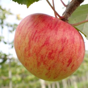 Sunset - Apple Tree