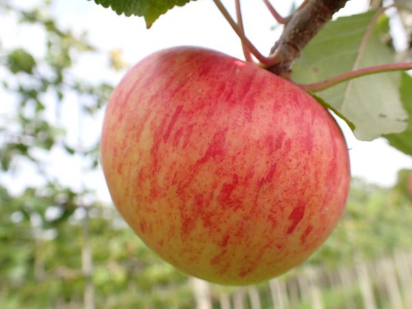 Sunset - Apple Tree