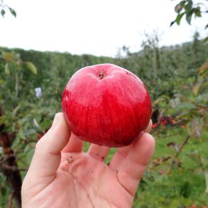 Tydeman's Early Worcester - Apple Tree