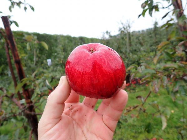 Tydeman's Early Worcester - Apple Tree