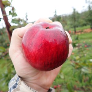 Worcester Pearmain - Apple Tree