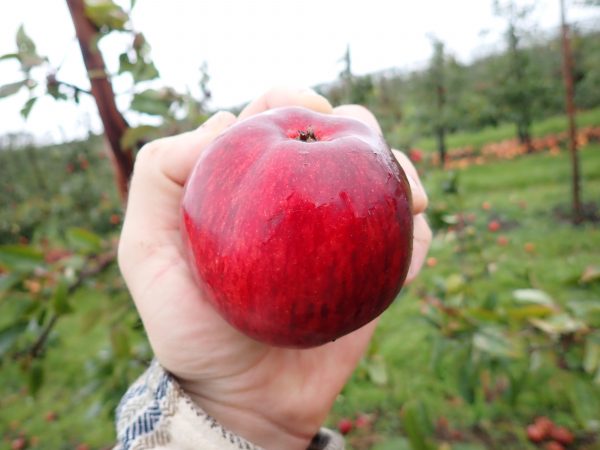Worcester Pearmain - Apple Tree