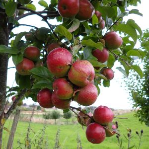 Yarlington Mill - Cider Apple Tree