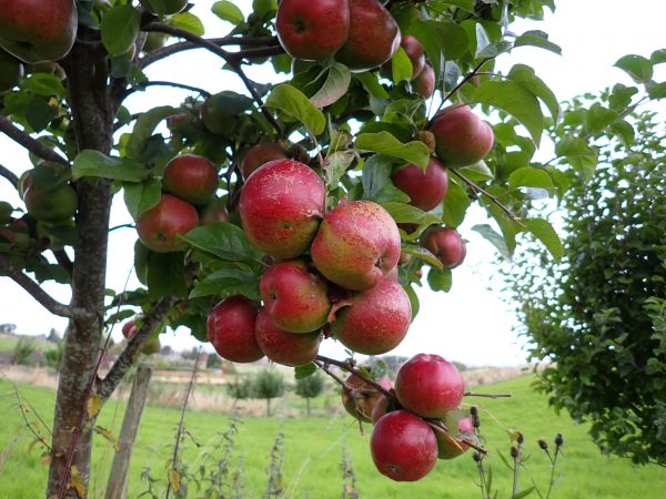 Yarlington Mill - Cider Apple Tree