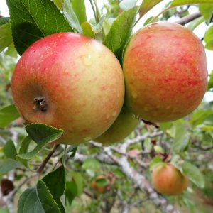 Charles Ross - Apple Tree
