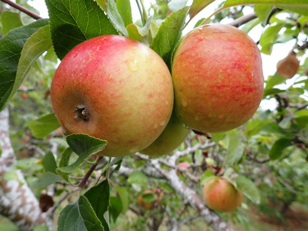 Charles Ross - Apple Tree
