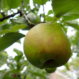 Claygate Pearmain - Apple Tree