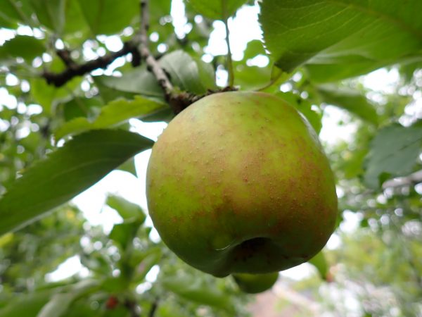 Claygate Pearmain - Apple Tree