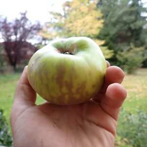 Grenadier - Apple Tree