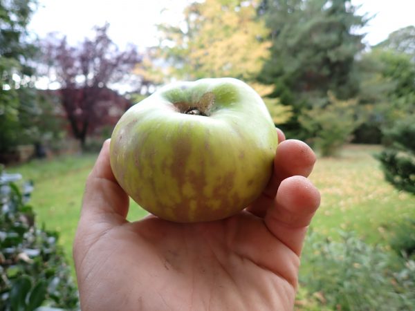 Grenadier - Apple Tree