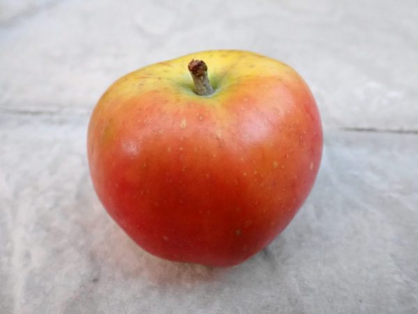 Irish Peach - Apple Tree