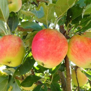 Katy - Apple Tree