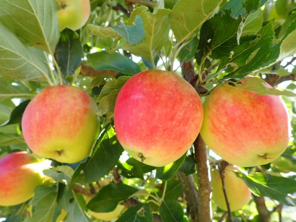Katy - Apple Tree